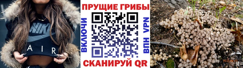 Купить где  Змеиногорск  Псилоцибиновые грибы мицелий 